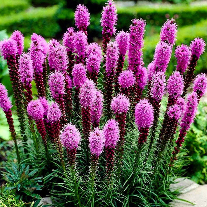 Blazing Star Seeds - Flower Plant