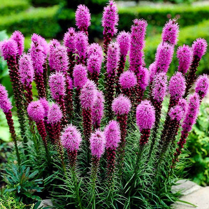 Blazing Star Seeds - Flower Plant