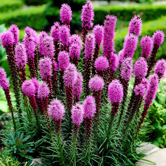Blazing Star Seeds - Flower Plant