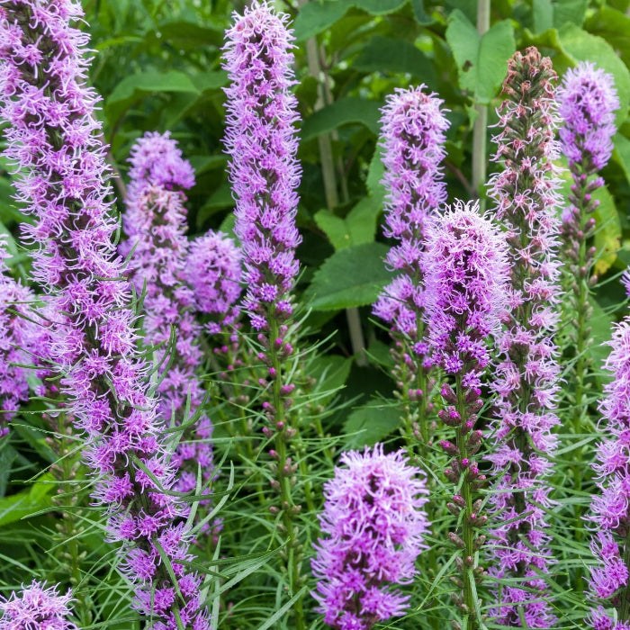 Blazing Star Seeds - Flower Plant