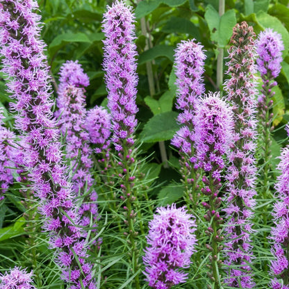 Blazing Star Seeds - Flower Plant