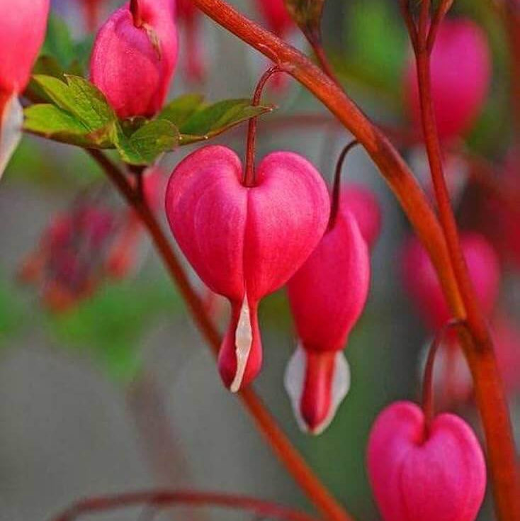 Bleeding Heart Seeds - Flower Plant