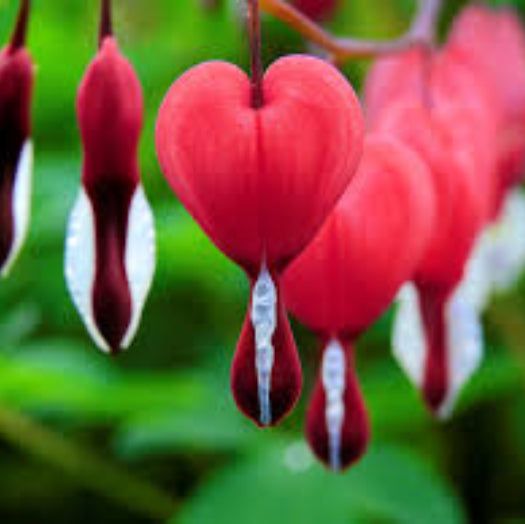 Bleeding Heart Seeds - Flower Plant