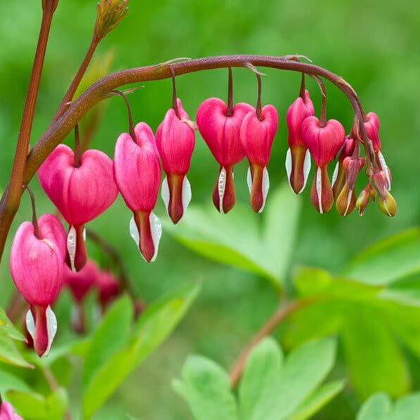 Bleeding Heart Seeds - Flower Plant