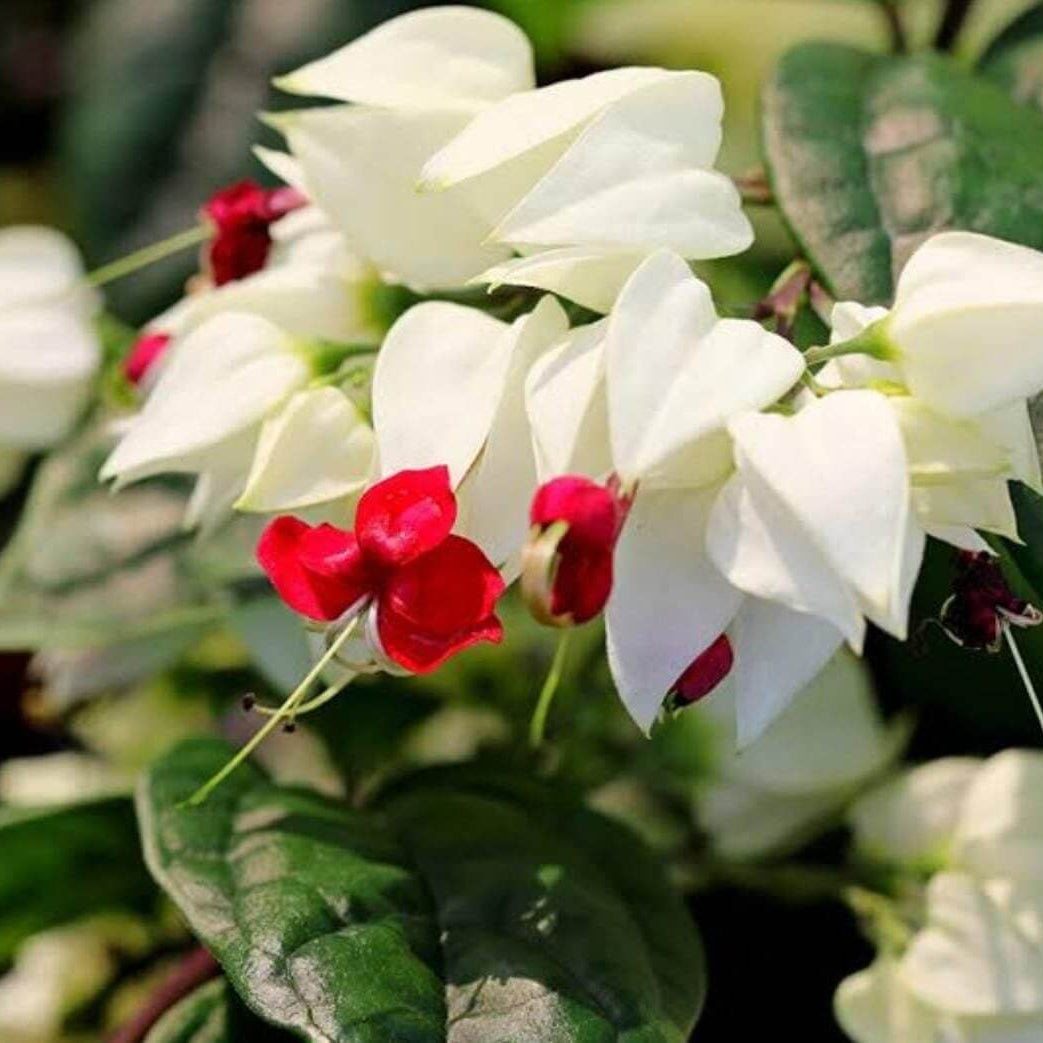 Bleeding Heart Vine Seeds