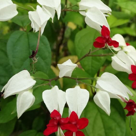 Bleeding Heart Vine Seeds