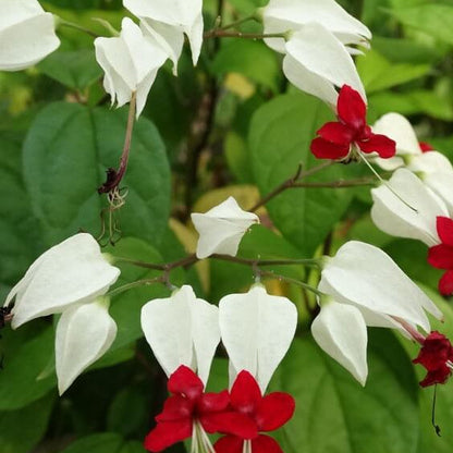 Bleeding Heart Vine Seeds