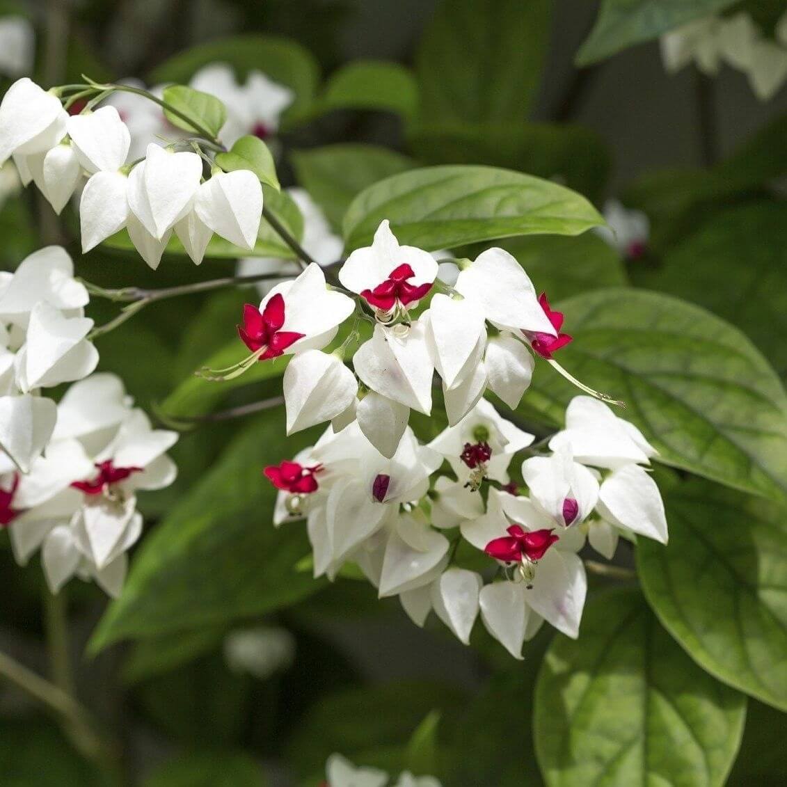 Bleeding Heart Vine Seeds