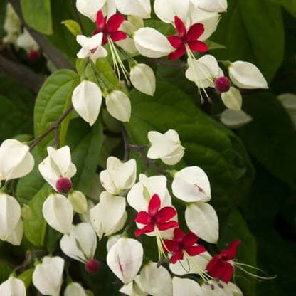 Bleeding Heart Vine Seeds