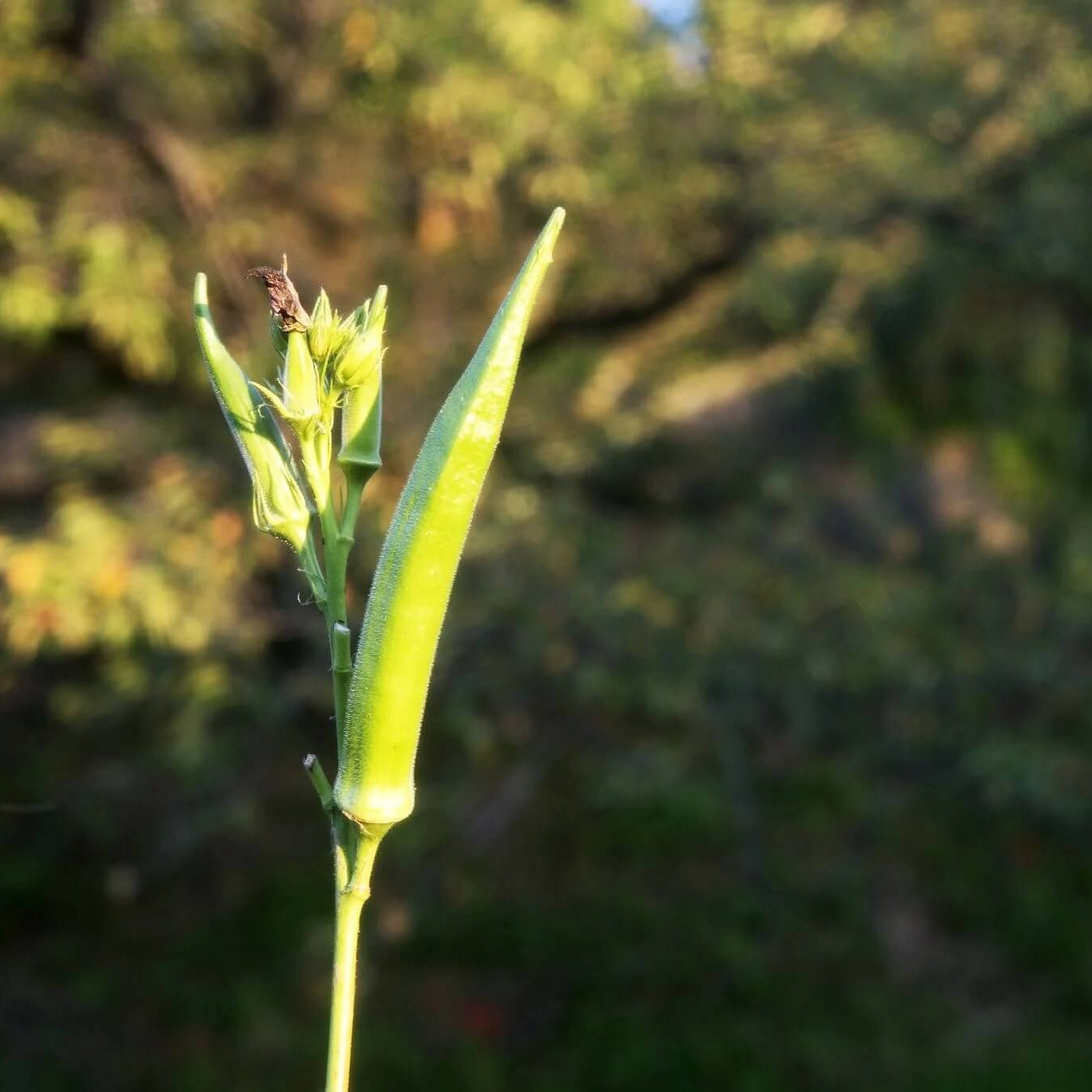 Blondy Okra Seeds 