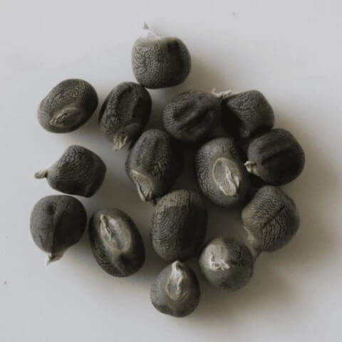 Blondy Okra Seeds 