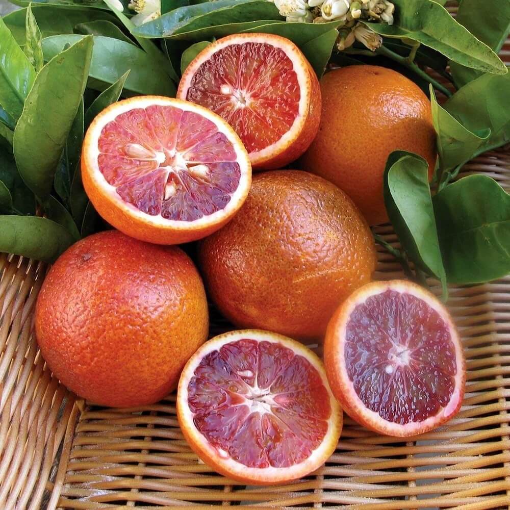 Blood Orange Seeds - Fruit Plant