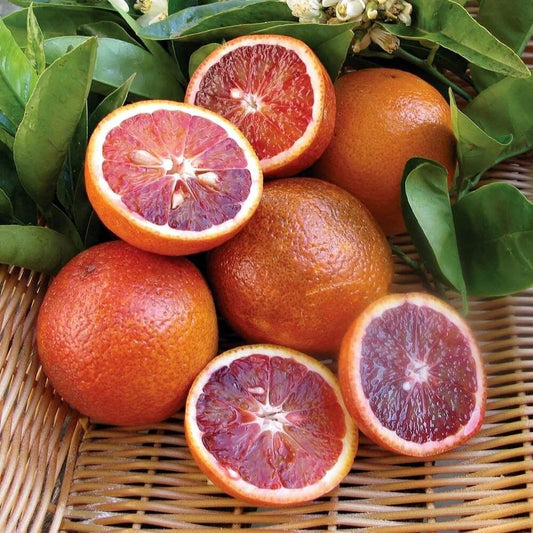 Blood Orange Seeds - Fruit Plant