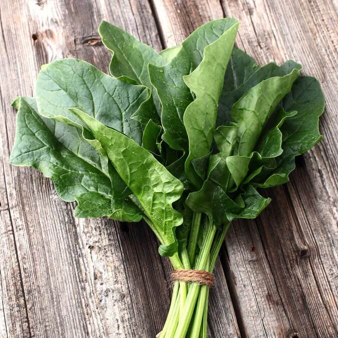 Bloomsdale long standing spinach seeds - Vegetable Plant
