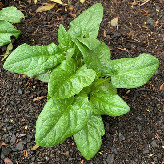 Bloomsdale long standing spinach seeds - Vegetable Plant