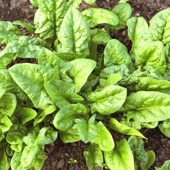 Bloomsdale long standing spinach seeds - Vegetable Plant