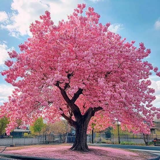 Blossom Tree Seeds