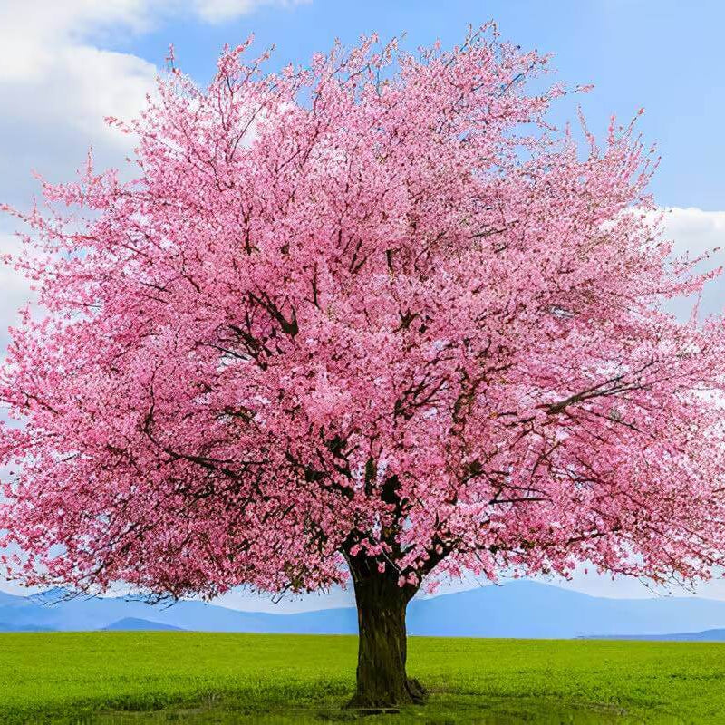 Blossom Tree Seeds