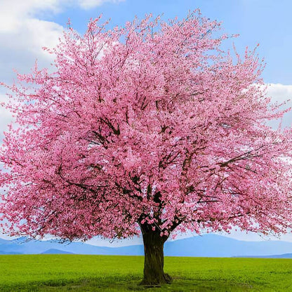 Blossom Tree Seeds