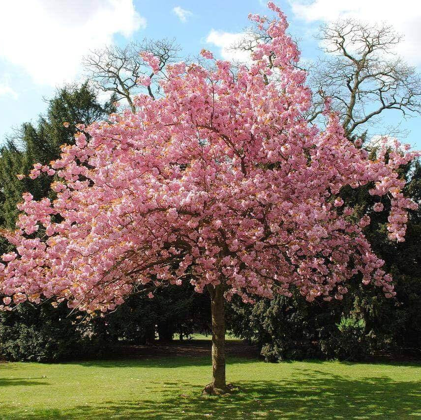 Blossom Tree Seeds