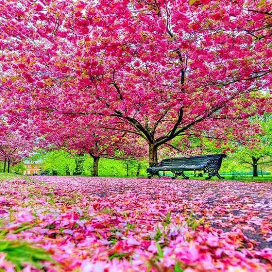 Blossom Tree Seeds