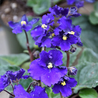 Blue African Violet Seeds - Flower Plant