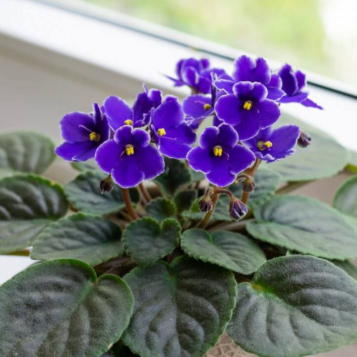 Blue African Violet Seeds - Flower Plant