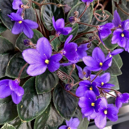Blue African Violet Seeds - Flower Plant