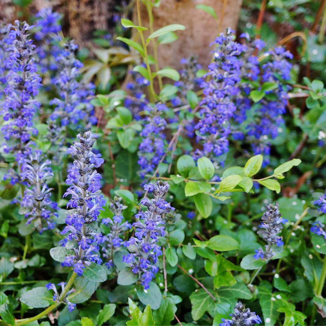 Blue Ajuga Reptans Seeds - Flower Plant