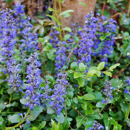 Blue Ajuga Reptans Seeds - Flower Plant