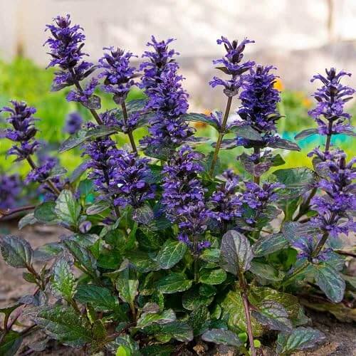 Blue Ajuga Reptans Seeds - Flower Plant