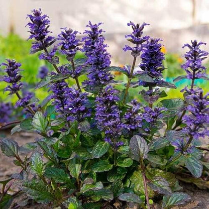 Blue Ajuga Reptans Seeds - Flower Plant