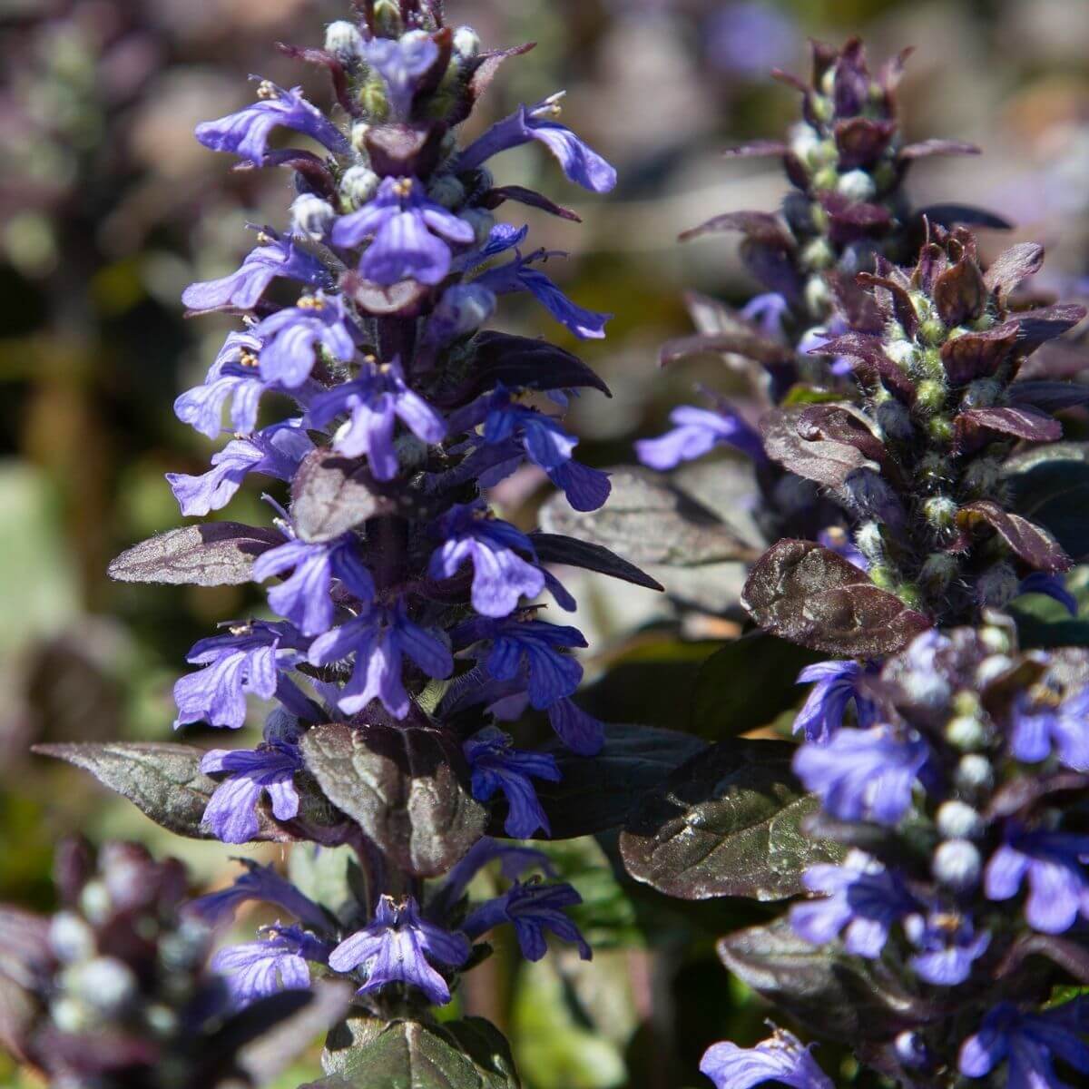 Blue Ajuga Reptans Seeds - Flower Plant