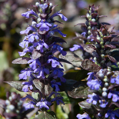 Blue Ajuga Reptans Seeds - Flower Plant
