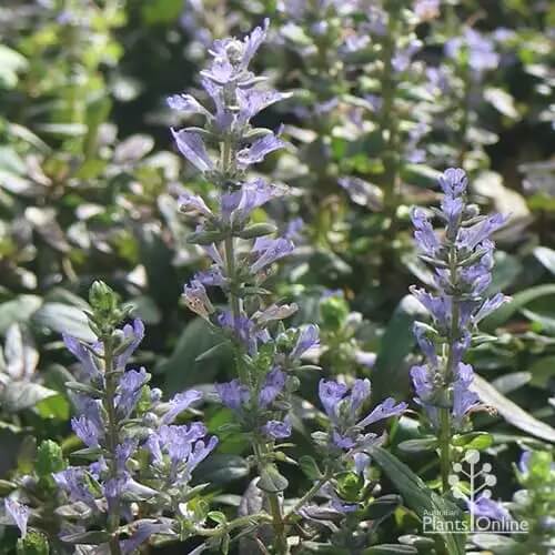 Blue Ajuga Reptans Seeds - Flower Plant