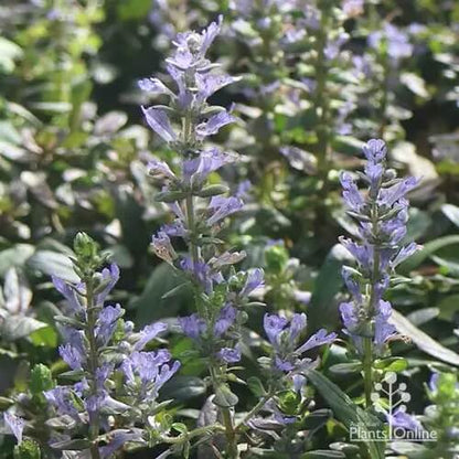 Blue Ajuga Reptans Seeds - Flower Plant