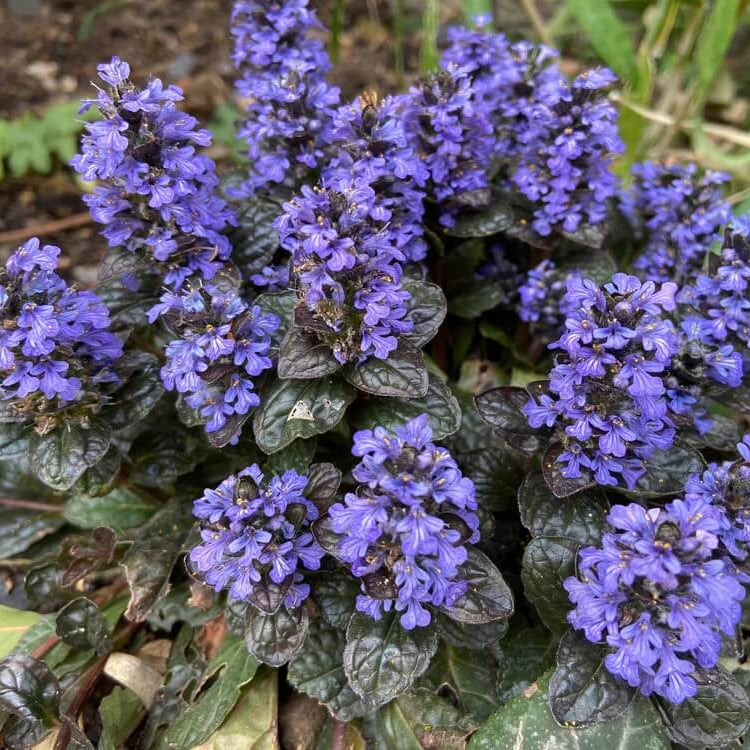 Blue Ajuga Reptans Seeds - Flower Plant
