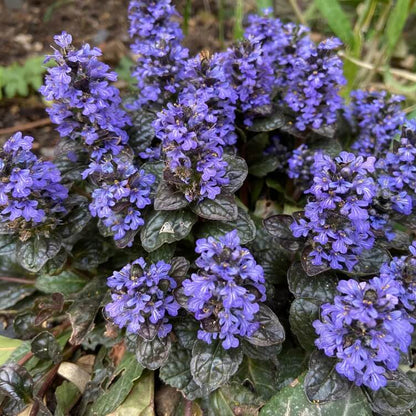 Blue Ajuga Reptans Seeds - Flower Plant