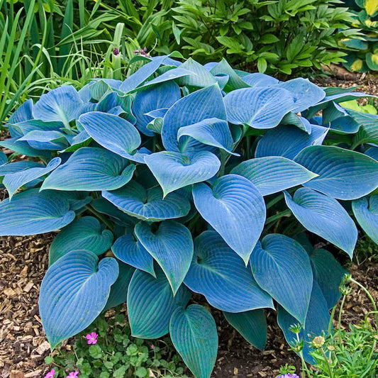 Blue Angel Hosta Seeds 