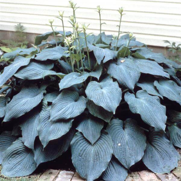 Blue Angel Hosta Seeds 