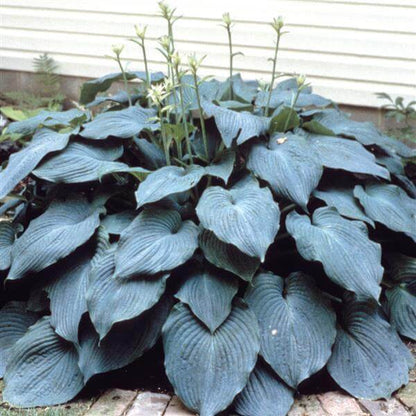 Blue Angel Hosta Seeds 