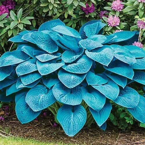 Blue Angel Hosta Seeds 