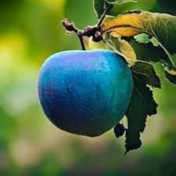 Blue Apple Seeds - Fruit Plant