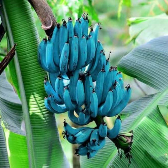 Blue Banana Seeds 