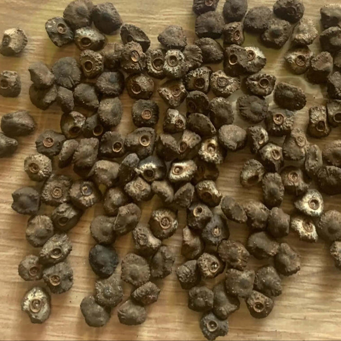 Blue Banana Seeds 