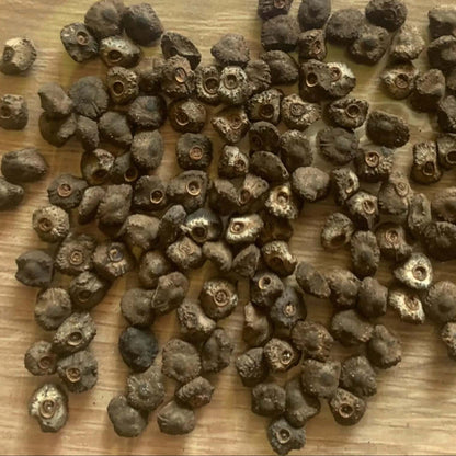 Blue Banana Seeds 
