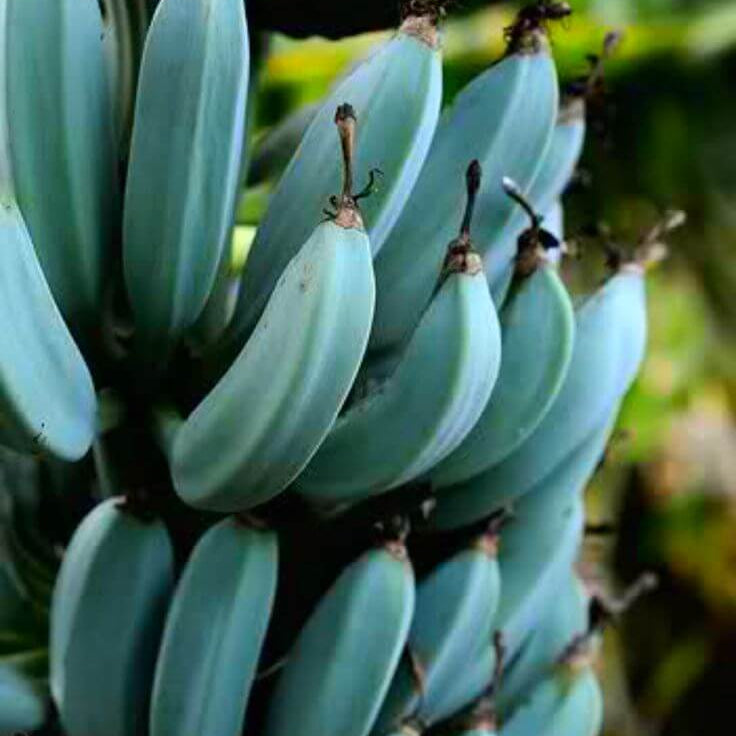 Blue Banana Seeds 
