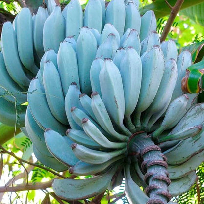 Blue Banana Seeds 