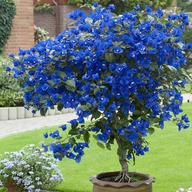 Blue Bougainvillea Seeds