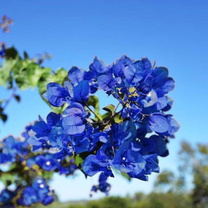 Blue Bougainvillea Seeds